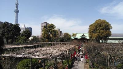 都バスで亀戸天神からスカイツリー迄歩いて、グルメしてきました。