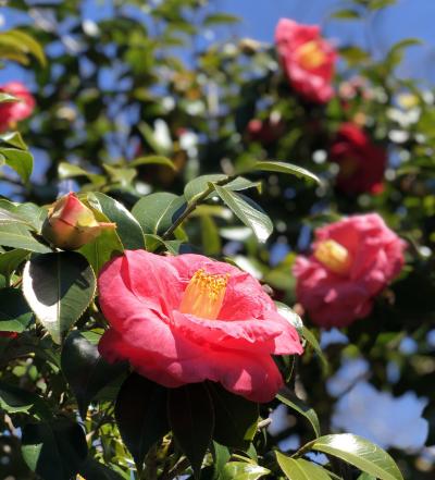 伊豆大島(2)~椿の島で