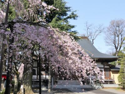 「普済寺」のシダレザクラ_2020_満開前ですが、見頃になりました。（群馬県・館林市）