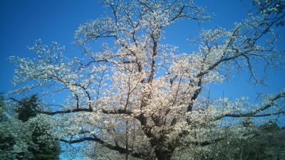 印西牧の原～花の丘～小林牧場の桜