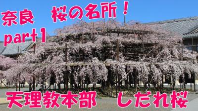 【桜の名所】天理教本部のしだれ桜