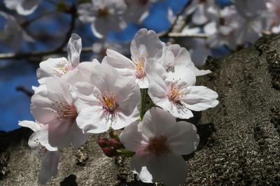 西武線沿線散歩・武蔵関公園でひと時の花見