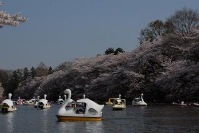 満開のさくら　　　　IN　井之頭公園