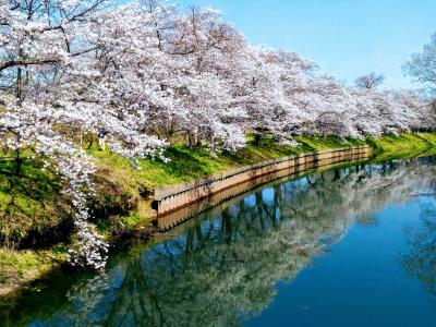 福岡堰の桜並木