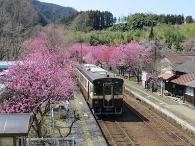 わたらせ渓谷鉄道で花桃を見に！