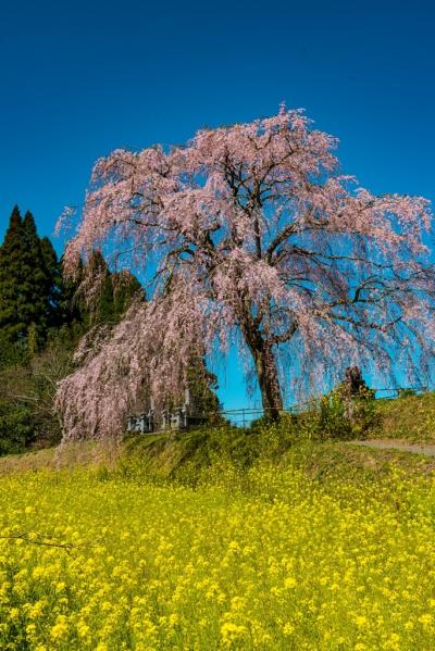 久住の枝垂れ桜　2020