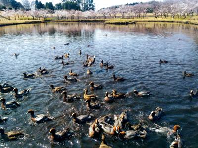 科学万博記念公園の桜とカモの入れ食い