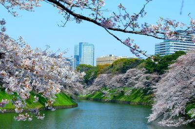 美しいけれど寂しい千鳥ヶ淵の春