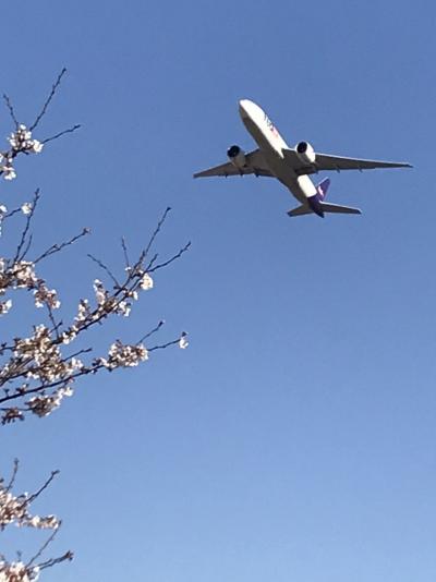 飛行機と桜を楽しむプチ旅♪