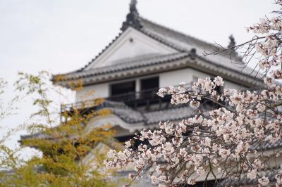 20200326-1 松山 花曇りの松山城公園で、陽光とか大島桜とか。染井吉野も少し咲き始め。