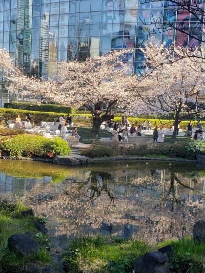 シニアトラベラー　マイカーでお花見ドライブ満喫の旅！