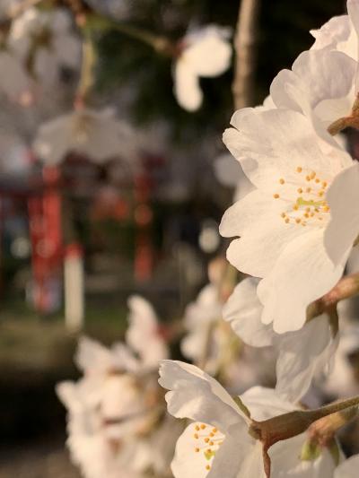 静かなお花見。今度はリアル❣️