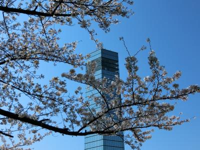 千葉みなと桜散歩