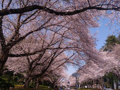 農林さくら通り(筑波農林研究団地)