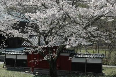 満開のさくら　　IN　羽村の堰