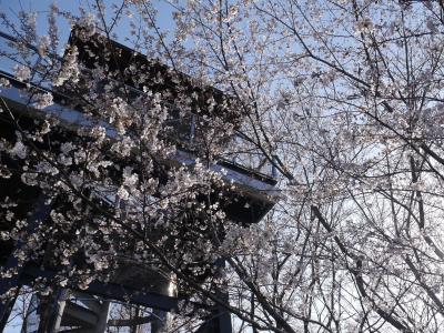 つくば 反町の森公園の桜☆リヨン・ド・リヨン☆2020/03/25