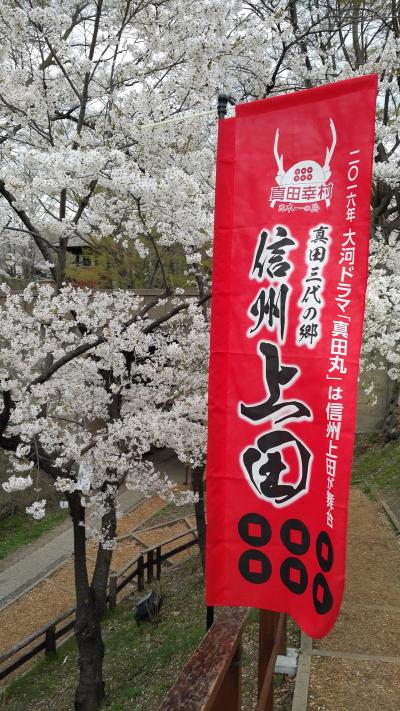 京都から群馬まで桜を追う18きっぷ旅(その3)