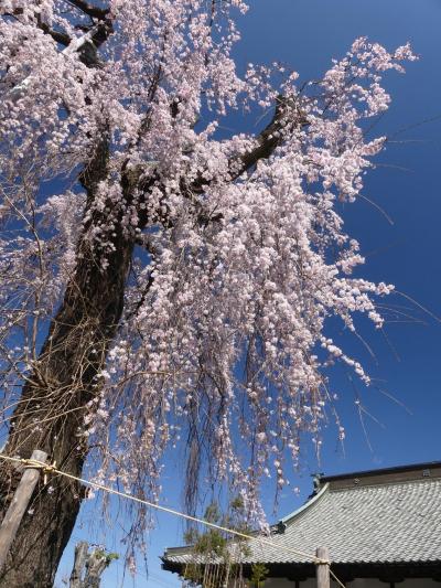 「満願寺」のシダレザクラ_2020_５分咲きくらいですが綺麗です。（栃木県・佐野市）