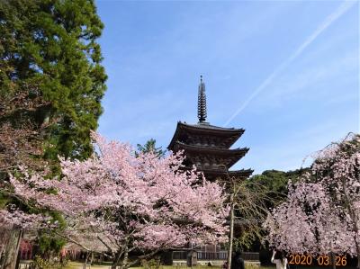 醍醐の桜