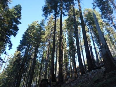 カリフォルニア州 ヨセミテ国立公園　－　樹齢2700年のセコイアの木もあるマリポサ グローブ