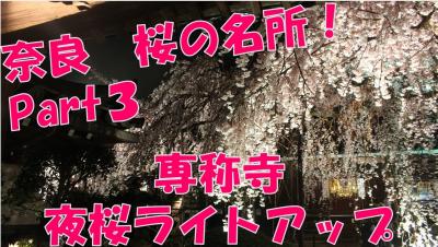 【桜の名所】専称寺　夜桜ライトアップ