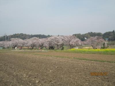 柏市の今井・染井吉野・満開・2020年