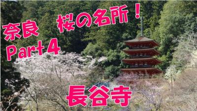 【桜の名所】長谷寺