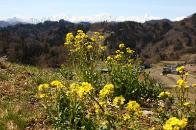 残雪の「北ア・後立山連峰」と信州新町の”梅園”見物！！