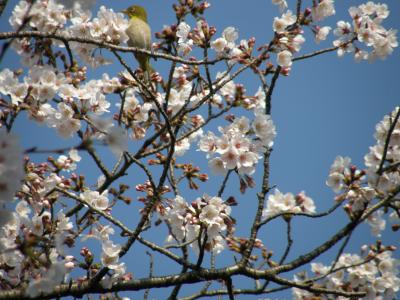 さくら鑑賞と早朝ウォーキングを兼ねて・・・　2　久喜市菖蒲公園に