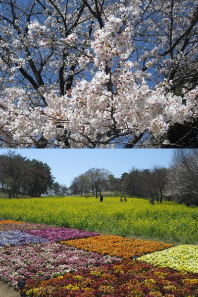 昭和記念公園の花見　Cherry blossom viewing in Showa Kinen Park 