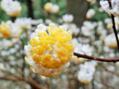 ミツマタの花を求めて・・・