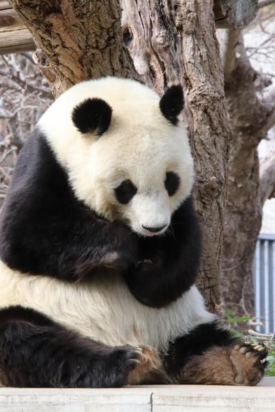 姫路・神戸レッサーパンダ遠征2020（10）王子動物園後編：ジャイアントパンダのタンタンちゃんとアムールトラの三つ子やその他の動物たち