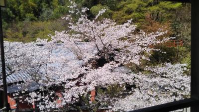 桜の季節に城戸南蔵院の寝仏を拝みに行く。