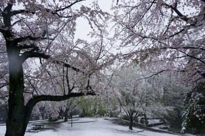 3月、雪の中で咲くサクラ、桜