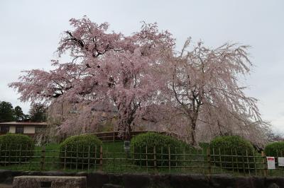 京都の桜２０２０年（高台寺～哲学の道・二条城）
