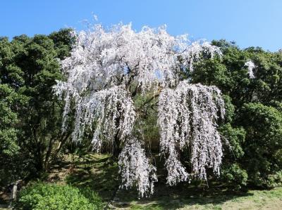 「Gスポーツ・吹田」付近の斜面に咲く、１本の「エドヒガン（江戸彼岸）の枝垂れ桜」。（2020）