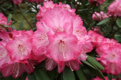 京都の桜２０２０年（トロッコ列車と天龍寺と嵐山散策）