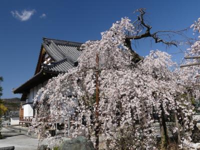 「西光院」のシダレザクラ_2020_３月２３日：見頃ですが、散り始めています。（栃木県・佐野市）