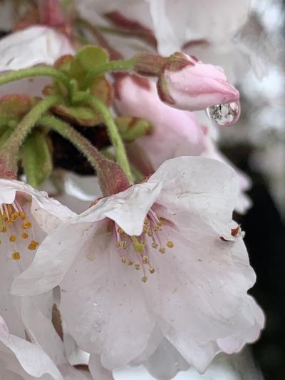 花冷え…桜…桜海老&#8265;️