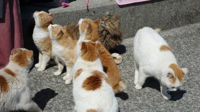 20年春□尾道と大洲青島ねこ旅…３　大洲青島篇＜ねこ島探訪記＞