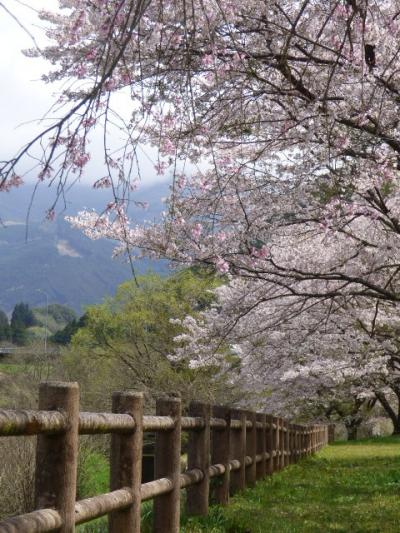 こんなにすごい桜の名所があるなんて、知ってました？