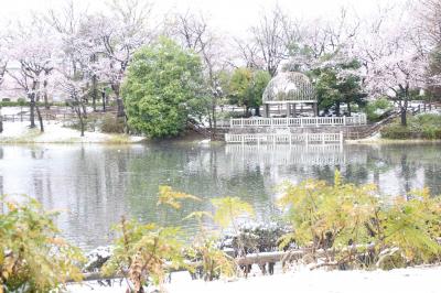 雪上がりの散り始めの満開の桜散策～雪がやんだあとはあっという間に溶け始めた春の幻想