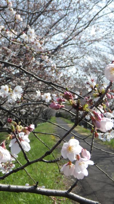 お花見サイクル