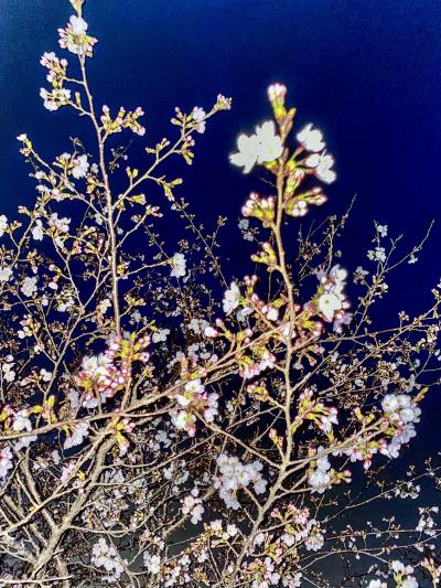 《2020.March》あみんちゅ仕事帰りに歩く旅その五～守山笠原桜公園編～