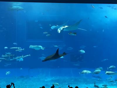 沖縄 ちゅら海水族館 バスツアー