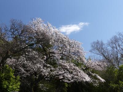 「受楽寺」のサクラ_2020_３月２５日：３～５分咲きくらいですが綺麗でした。（群馬県・太田市）