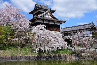 2019 さくらの名所を巡る旅《Part.7》～奈良随一の大規模城郭・大和郡山城登城記～