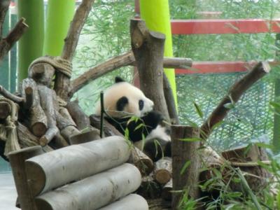 ベルリン動物園に双子のパンダを見に行く