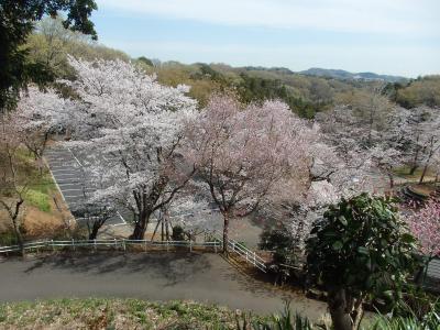 白山展望台へ観桜登山