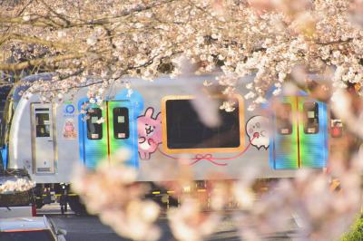 西武新宿線沿線に咲き広がる満開な桜の風景を探しに訪れてみた
